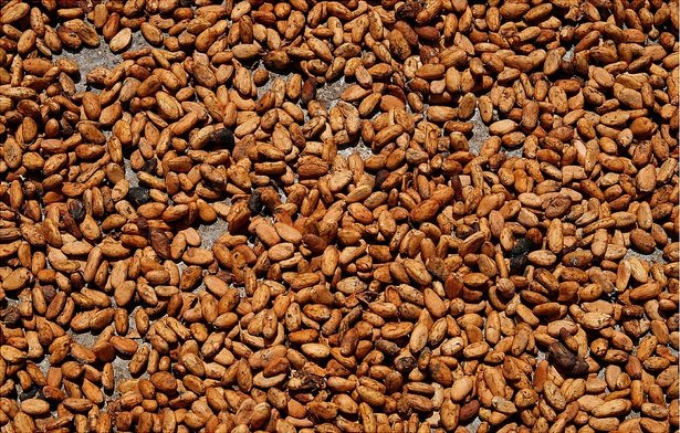 Aufnahme von ausgebreiteten Kakaobohnen