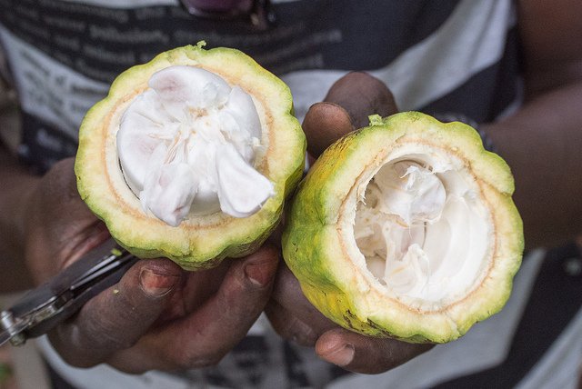 Es ist eine halbierte Kakaofrucht zu sehen